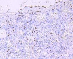 RNA Polymerase II/POLR2A (ac Ser5) Rabbit anti-Human, Mouse, Rat, Clone: